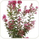 Crape myrtle